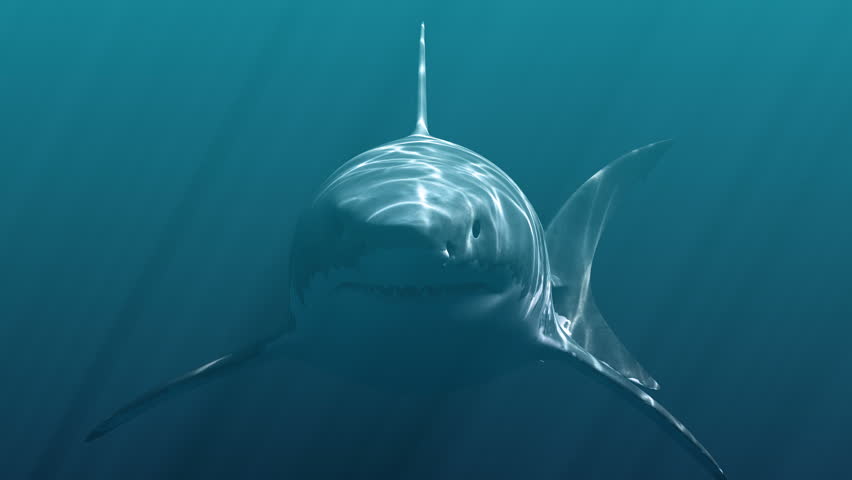 Great White Shark Megalodon . Realistic 3d animation 4K
