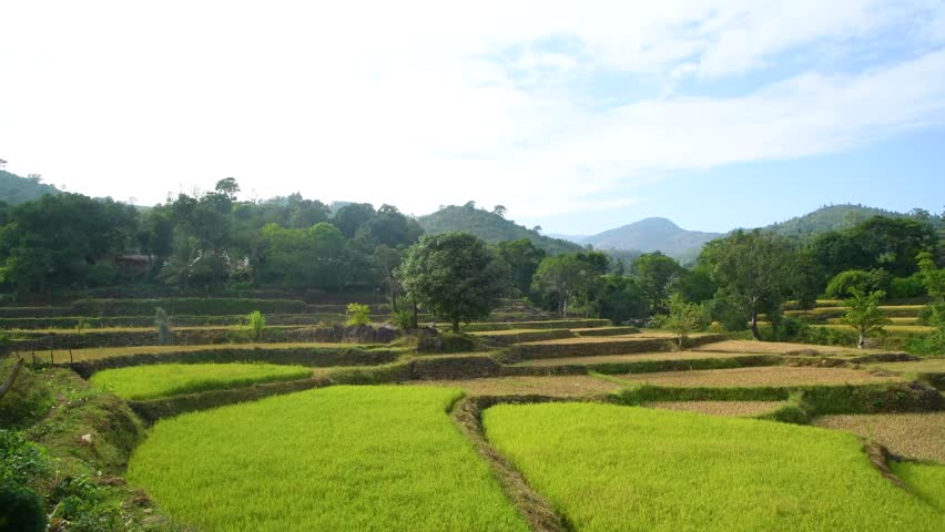 nature agriculture paddy food background village  yellow mountains scenery trees background video in 4k