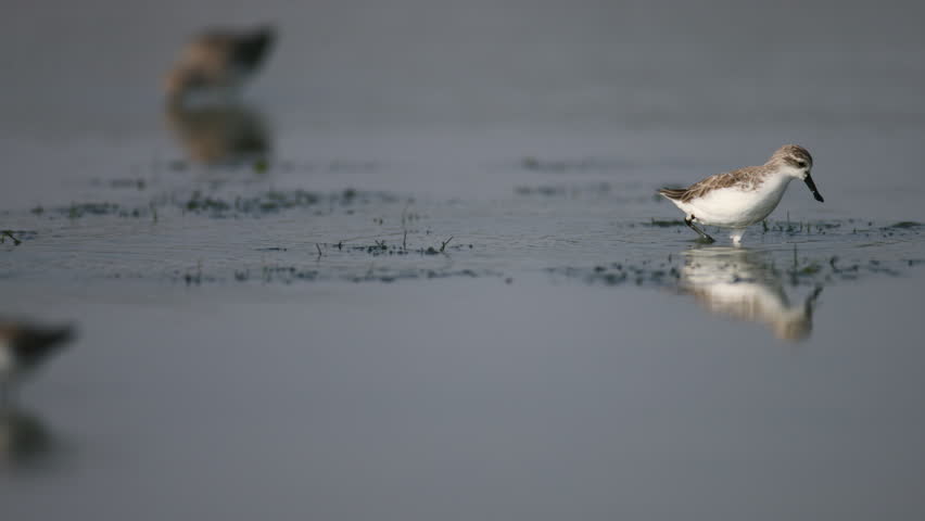 Spoon-billed sandpiper (Calidris pygmaea), and other birds foraging side-to-side movement of the bill forward with its head down