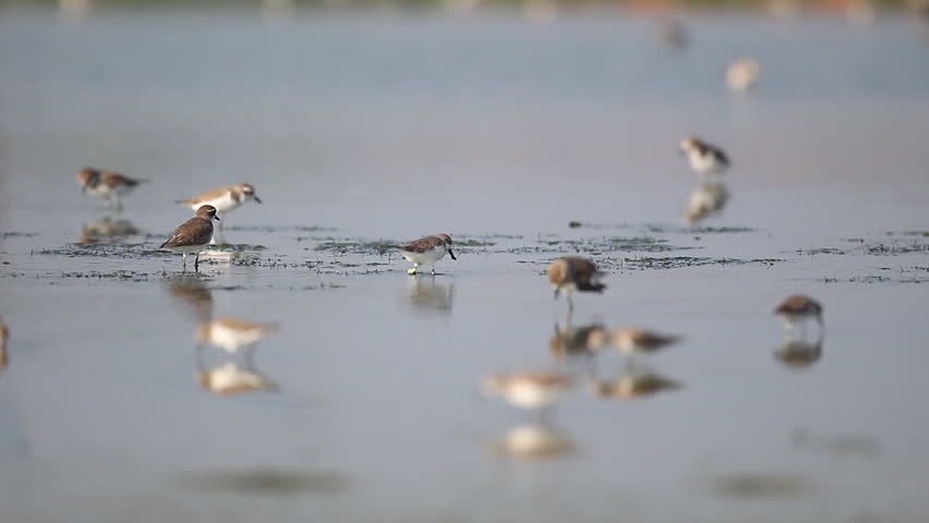Spoon-billed sandpiper (Calidris pygmaea), and other birds foraging side-by -side 