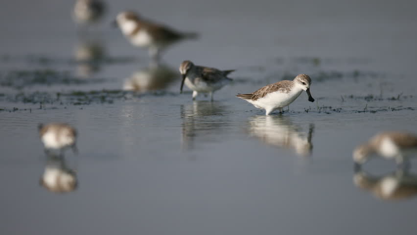 Spoon-billed sandpiper (Calidris pygmaea), and other birds foraging side-to-side movement of the bill forward