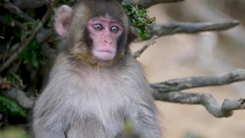 Baby snow monkey sitting on a tree branch and look around ,cute small Japanese macaque looking around , close up