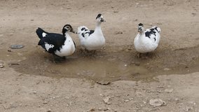 black and white ducks are feeding ducks in natural environment hd video