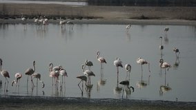 Flamingo group in Abu Dhabi