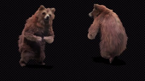 
bear CG fur 3d rendering animal realistic CGI VFX Animation  Loop alpha dance GBboy Uprock  Walking