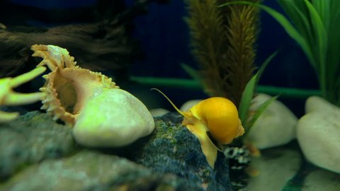 Adult ampularia snail crawling on stones in transparent aquarium water. Big golden apple snail in aquarium tank filled with stones, shells, wooden branch, artificial seaweed and small colorful fishes.