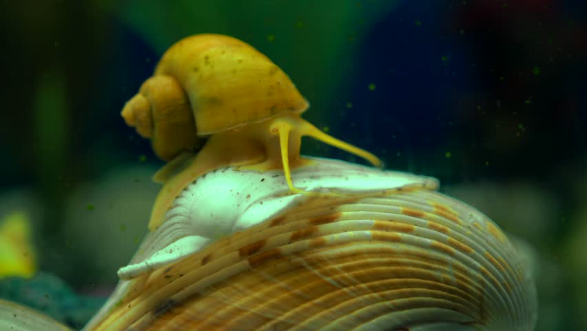 Adult Ampularia Snail Crawling On Stock Footage Video 100 Royalty Free Shutterstock