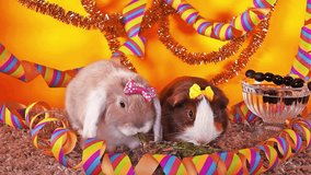Happy new year. New year's eve cute pet animal party concept 2019 2020