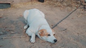 funny dog wags its tail. sad dog sits on a chain lies on the ground and wags its tail. the dog is guarding the house. funny video pet