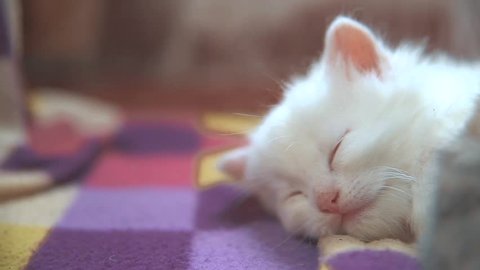 Little White Cute Cute Kitten Stock Footage Video 100 Royalty Free 1019549080 Shutterstock