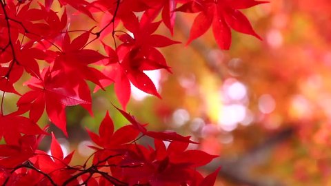Japanese autumn image, colored leaves. The Japanese colored leaves are very bright.