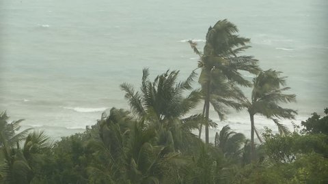 Seaside landscape during natural disaster hurricane. Strong cyclone wind sways coconut palm trees. Heavy tropical rain storm, power of nature, climate change, typhoon on ocean shore during wet season.