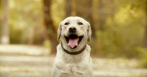 Dog Smiling Stock Photo 160561172 | Shutterstock