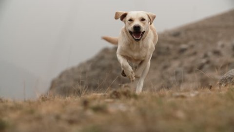 Playful happy golden labrador dog running in grass in mountins, ears are flopping in air, doggy runs in direction of camera - slow motion shot