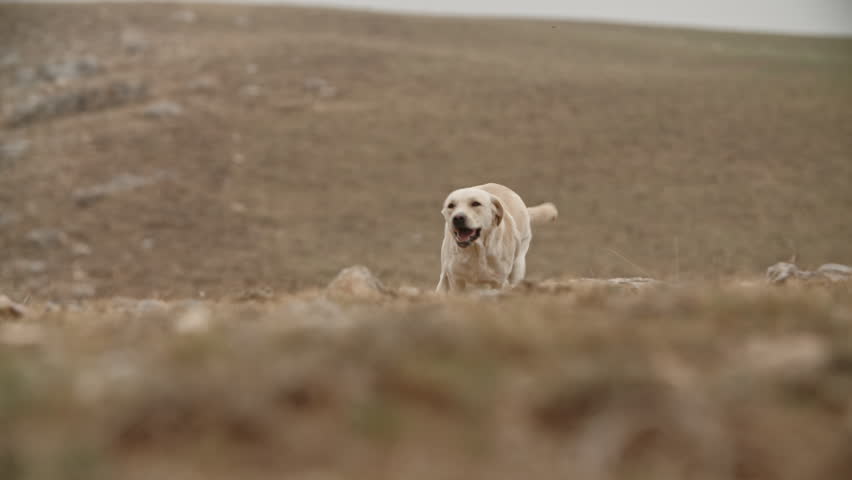 Playful happy golden labrador dog running in grass in mountins, ears are flopping in air, doggy runs in direction of camera - slow motion shot