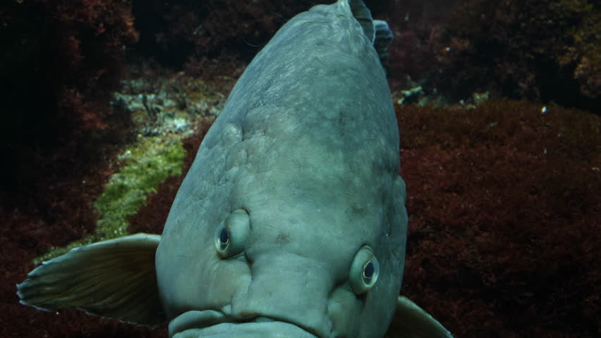 Close up of a grouper facing the camera. It turns left and swims away.
