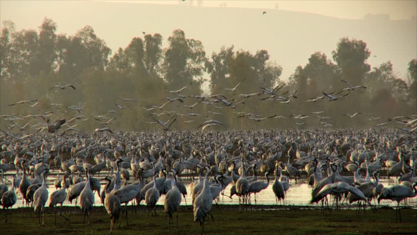 Cranes feeding at the Hula valley in early morning, Upper Galilee, Israel