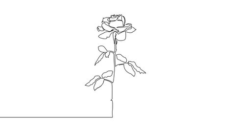 Self, drawing, animation continuous single drawn one line rose, flower drawn by hand picture silhouette. Line art. doodle