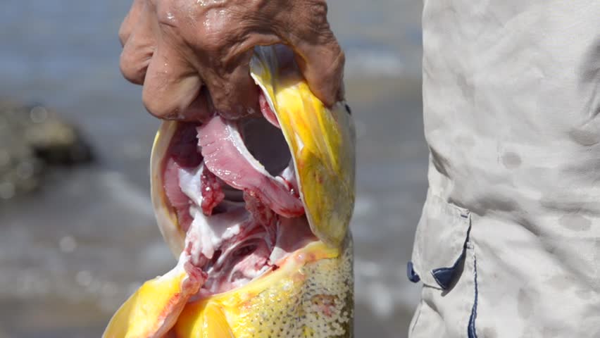 Fishermen Holds the Catch at Polluted Waters Of Rio de la Plata.