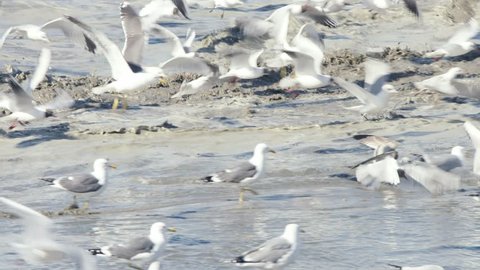 Seagulls Feed On Shellfish During Beach Stock Footage Video (100% ...