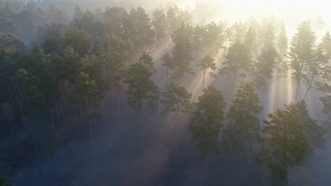 Aerial shot of foggy forest at sunrise. Flying over pine trees early in the morning