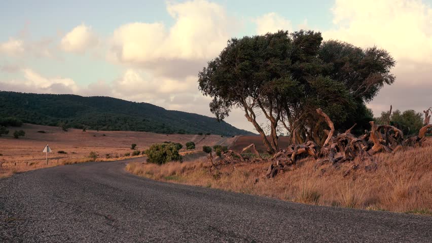 Road bend and trees in Sierra Nevada Nation Park highlands, Spain