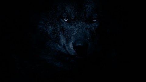 Wolf In The Dark With Stock Footage Video 100 Royalty Free 1019888506 Shutterstock