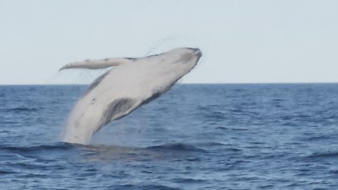 180p slow motion of a humpback whale getting airborne during a breach at merimbula in new south wales, australia