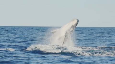 17% slow motion of a young humpback whale emerging from underwater and breaching at merimbula in new south wales, australia