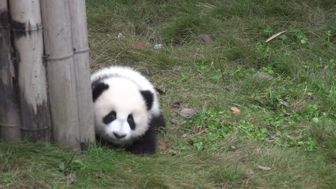 68 Wwf Panda Stock Video Footage - 4K and HD Video Clips | Shutterstock