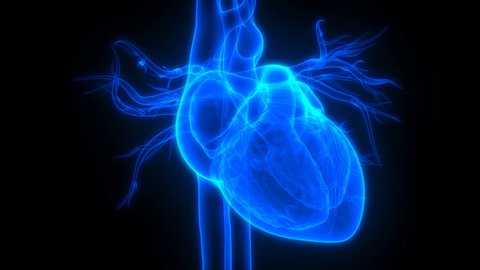 Human Heartbeat Anatomy. 3D