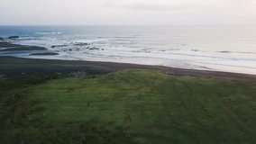 Aerial view of a green hill with grazing cows, black sand beach at sunset