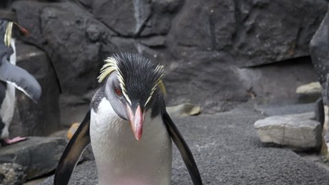 A Group of Rockhopper Penguins in a Rocky Environment, Pan