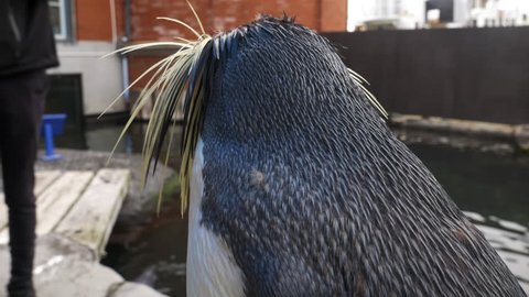 Super Close Up of a Rockhopper Penguin Shaking its Head