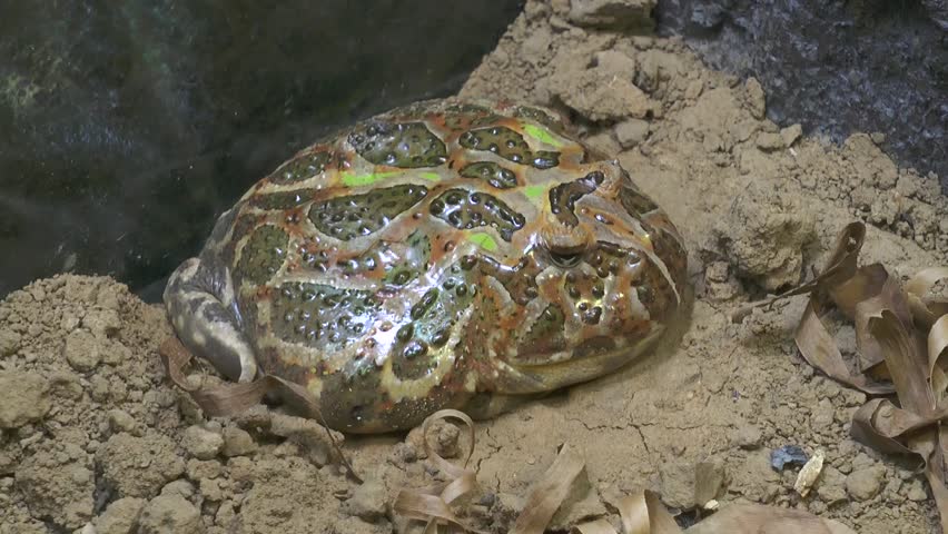  The African bullfrog (Pyxicephalus adspersus) is a species of frog in the family Pyxicephalidae. It is also known as the pixie frog due to its scientific name. It is found in Angola, Botswana, Kenya,