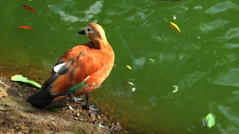 The ruddy shelduck (Tadorna ferruginea), known in India as the Brahminy duck, is a member of the family Anatidae. 