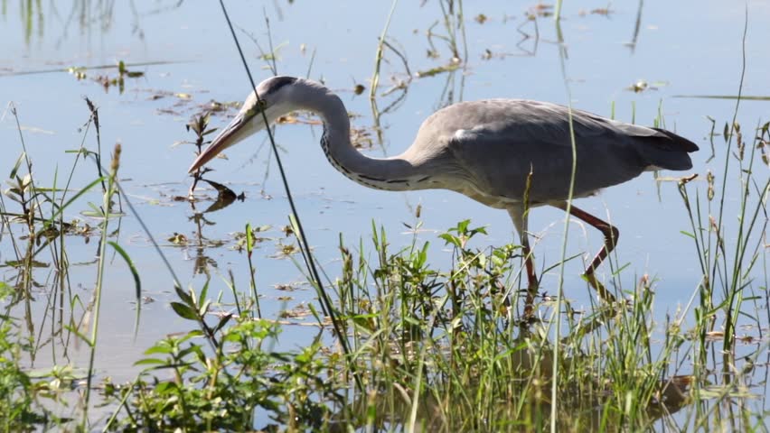 Footage of a beautiful grey heron fishing in a natural lake in South Africa