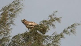 Short toed snake eagle perching on the top of pine tree branch swaying in the wind ,4K video.
Bird of prey swaying,low angle view.
