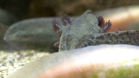 American axolotl in water in 4k slow motion 60fps