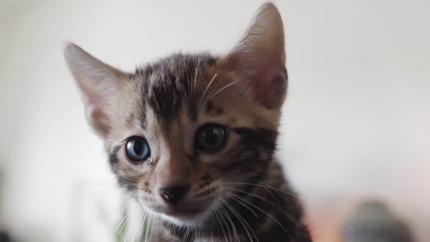 Kitten calling