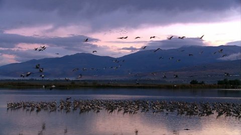 European Cranes at the Hula valley taking off in early morning light, Upper Galilee, Israel