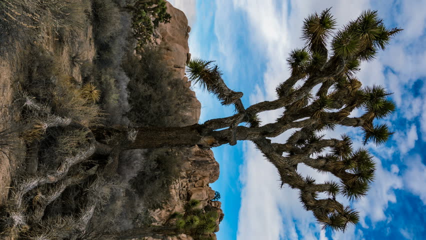 Timelapse of sunshine through Joshua Tree in Mojave Desert in California -Vertical Shot-