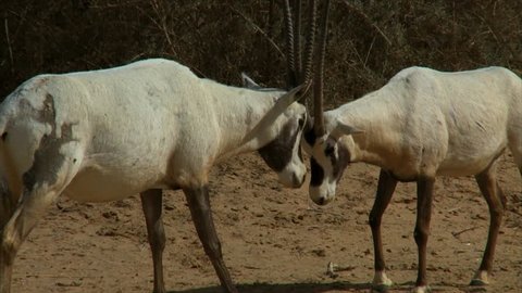 Two Arabian oryx (Oryx leucoryx) fighting , with horns clashing /Yotvata Hai-Bar Nature Reserve,Negev Desert