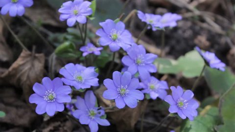 blue spring flowers,the first forest flowers bloom in the spring of Hepatica Nobilis
