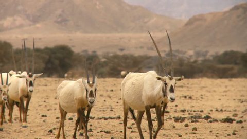 Arabian Oryx (Oryx leucoryx), herd walking toward camera