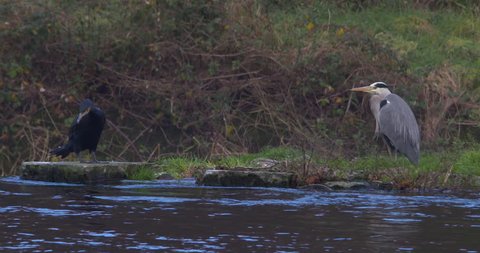 Cormorant and Grey Heron wading birds river edge slow motion
