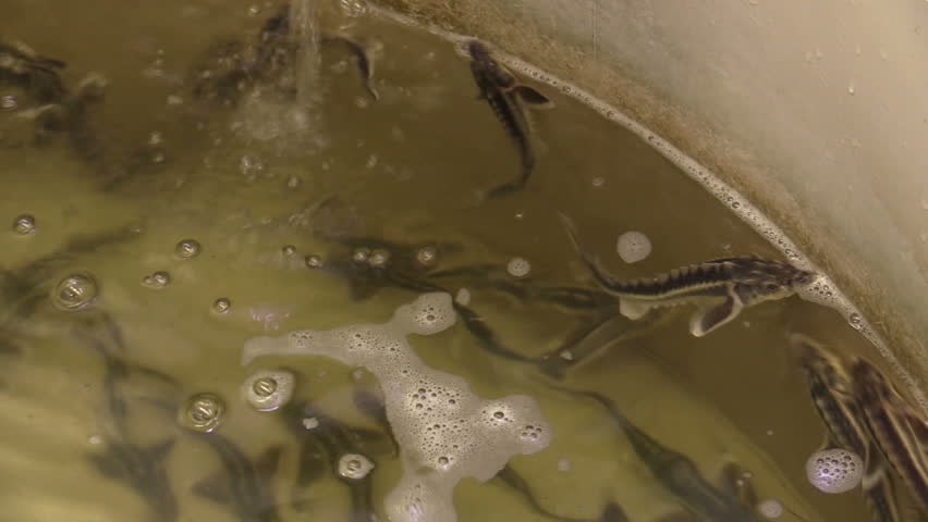 Small breeding sturgeon shortnose Acipenser brevirostrumin the rescue hatchery farm, germplasm and genofound protection of fish and nature, reproduction tub and vat with oxidize water