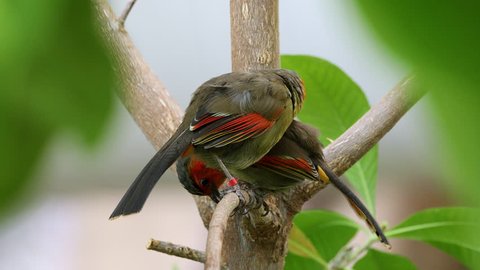 Scarlet-faced liocichla couple sitting in tree grooming and preening themselves and each other.