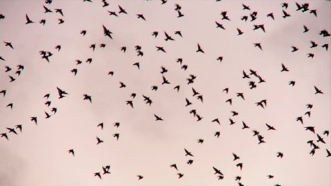 Flock of starlings displaying murmuration above head against sunset sky