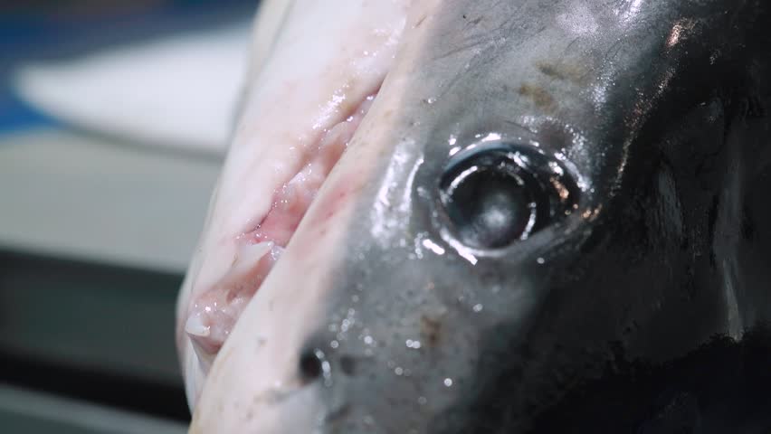 CLOSE UP, Blue shark eye and head in a fish market